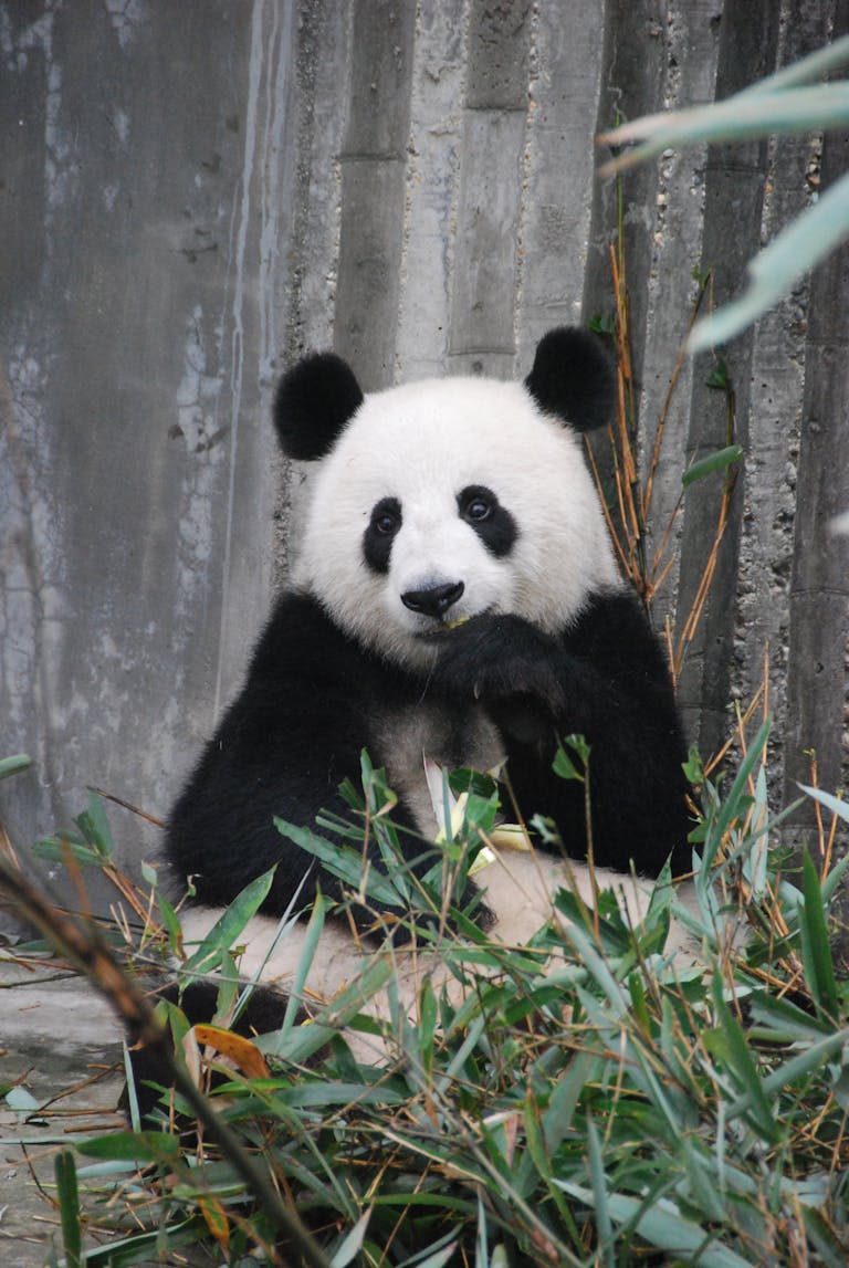 A cute giant panda munching on bamboo in a zoo enclosure, showcasing wildlife behavior.