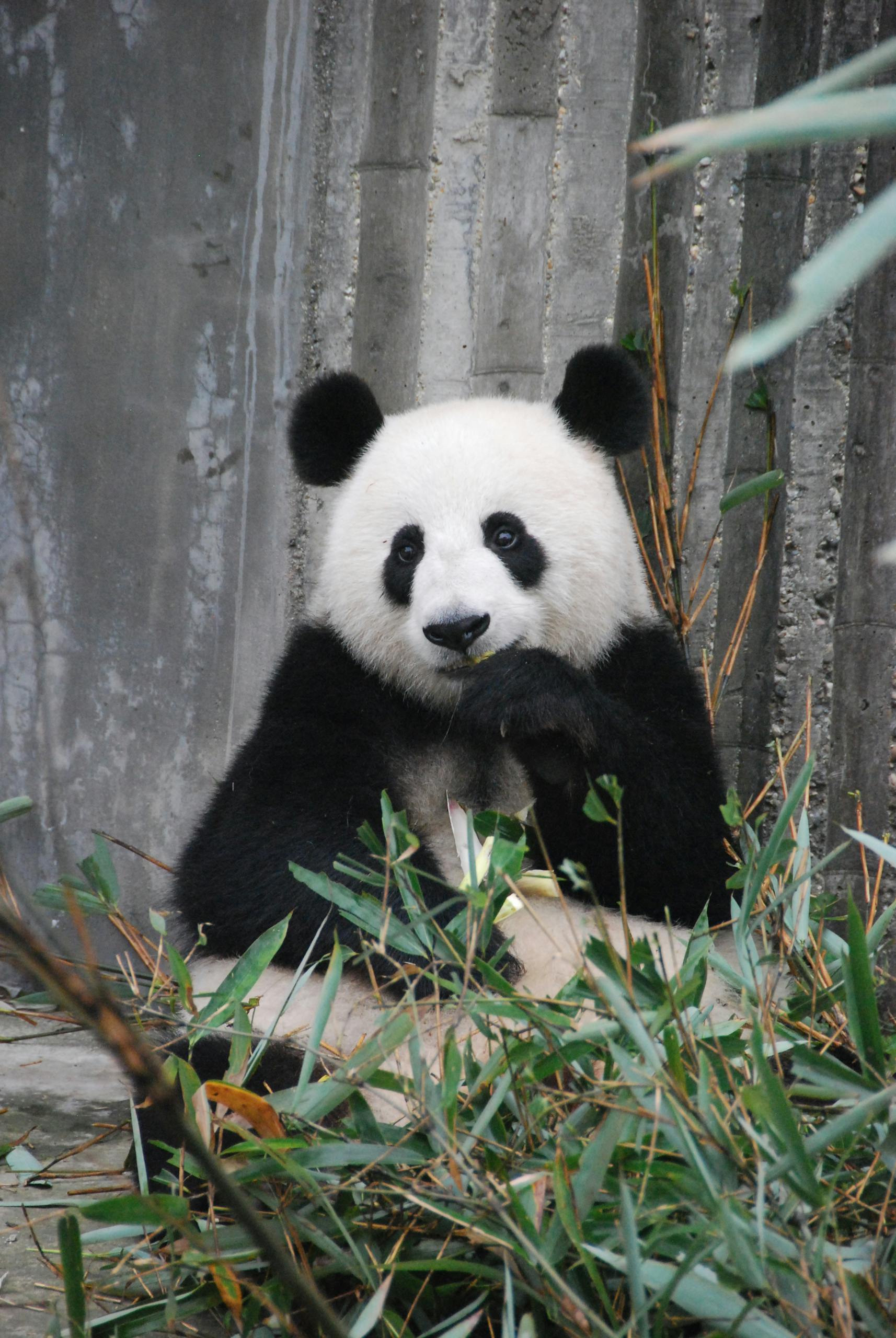 A cute giant panda munching on bamboo in a zoo enclosure, showcasing wildlife behavior.